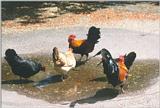 Birds from Holland - cocks and chickens.jpg