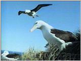 Re: Request: Albatross - black-browed albatross.jpg