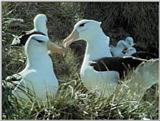Re: Request: Albatross - black-browed albatross 7.jpg