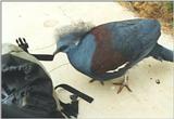 Birds from El Paso Birdpark - crowned pigeon2.jpg