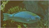 Re: Looking for Caribbean Tropical Fish the more colorful the better - blue parrotfish.jpg