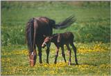 Animals from Holland - horse and foal.jpg