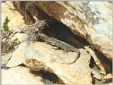 Animals from La Palma - Canary Island Lizard 1.jpg