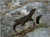 Lizards - Cape Girdled Lizard 1.jpg -- Cordylus cordylus