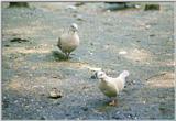 Birds from Holland - collared turtle doves