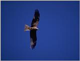 Birds from Europe and the rest of the world - Black Kite