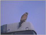 Birds from Europe and the rest of the world - Common Kestrel