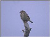 Birds from Europe and the rest of the world - CornBunting.jpg