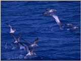 Birds from Europe and the rest of the world - Cory's Shearwater (Calonectris diomedea) - CorysSh...