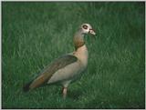 Birds from Europe and the rest of the world - Egyptian Goose, Alopochen aegyptiacus