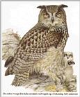 From the newspapers - eagle owl.jpg - Eurasian eagle-owl (Bubo bubo)