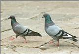 Animals from La Palma - pigeons.jpg