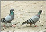 Animals from La Palma - pigeons2.jpg
