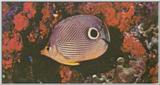 Re: Looking for Caribbean Tropical Fish the more colorful the better - foureye butterflyfish.jpg