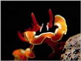 Underwater Vidcaps - GBR nudibranch.jpg