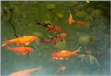 Fishes - goldfish2.jpg