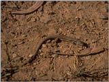 Lizard (Repost)  - Great Psammodromus -- Psammodromus algirus
