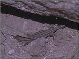 Lizards - Great Psammodromus 2.jpg -- Psammodromus algirus