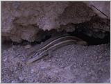 Lizards - Great Psammodromus 3.jpg -- Psammodromus algirus