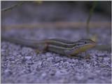 Lizards - Great Psammodromus breeding male 1.jpg -- Psammodromus algirus