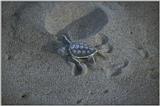 Re: needed,pics of sea turtles - green turtle hatchling.jpg