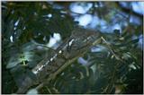 REQ Lizards (repost) - grey chameleon.jpg