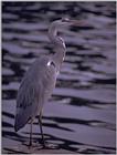 Birds from Europe and the rest of the world - GreyHeron.jpg