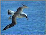 Grey-headed Albatross - greyheaded albatross 2.jpg