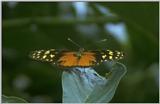 Re: req: insect pix - Heliconius hecale.jpg