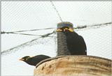 Birds from El Paso Birdpark - hill mynah2.jpg