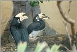 Birds from El Paso Birdpark - hornbills1.jpg