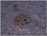 Some amphibians - Iberian Midwife Toad 1.jpg = brown midwife toad (Alytes cisternasii)