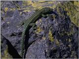 Lizards - Iberian Rock Lizard male 1.jpg -- Iberolacerta monticola
