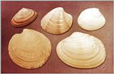 Some shells from Ireland - Img0091.jpg