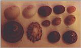 Some shells from Ireland - Img0092.jpg