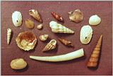 Some shells from Ireland - Img0093.jpg
