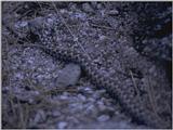 More Reptiles - Latastes Viper 1.jpg