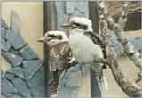 Birds from El Paso Birdpark - kookaburras1.jpg