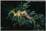 Re: leafy sea-dragon - leavy seadragon2.jpg