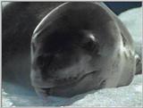 Re: Request: leopard seal - leopardseal1.jpg
