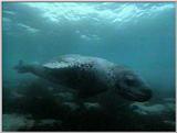Re: Request: leopard seal - leopardseal8.jpg