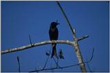 Animals from Madagascar - crested drongo.jpg