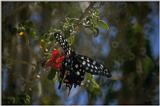 Animals from Madagascar - butterfly.jpg