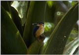 Animals from Madagascar - madagascar malachite kingfisher