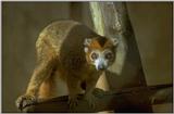Animals from Madagascar - crowned lemur.jpg