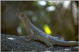 REQ Lizards (repost) - madagascar iguana.jpg