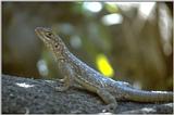 REQ Lizards (repost) - madagascar iguana 2.jpg
