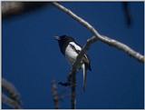 Animals from Madagascar - Madagascar Magpie-robin (Copsychus albospecularis)