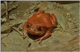 Animals from Madagascar - tomato frog.jpg