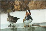Birds from El Paso Birdpark - mandarin ducks2.jpg